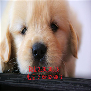 莱芜金毛幼犬赛级金毛幼犬金毛基地美系金毛