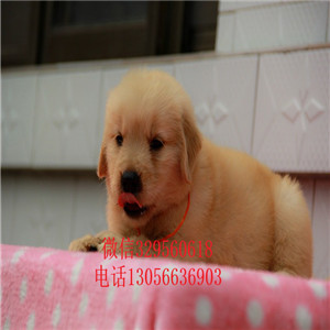 淮北哪里有卖纯种金毛幼犬金毛犬舍英系金毛