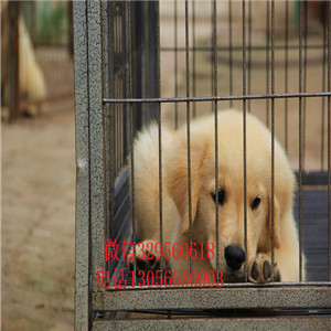 朝阳出售纯种双血统金毛金毛犬舍美系金毛