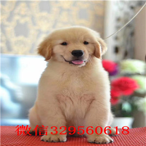 蚌埠金毛多少钱一只  金毛幼犬出售  蚌埠哪里