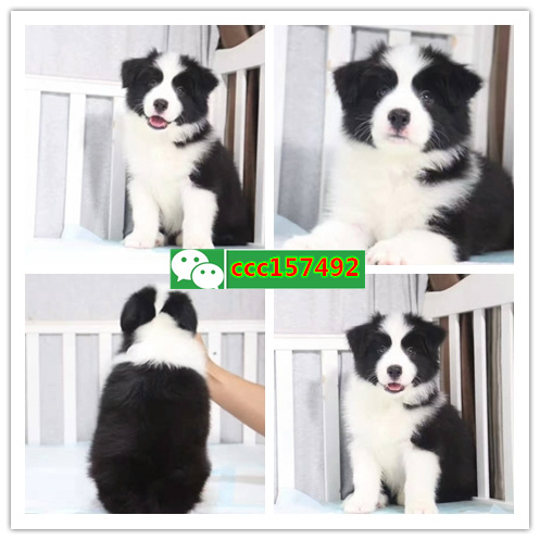 合肥买狗、合肥卖狗信息、合肥宠物狗交易信息