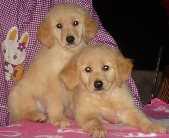 重庆金毛多少钱 重庆哪里卖金毛幼犬 重庆哪里