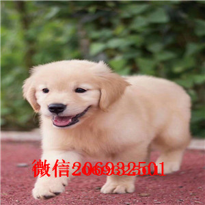 800/只 长期出售 金毛寻回犬 纯种健康 货到付