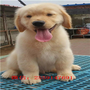 十堰哪里有金毛犬出售 十堰纯种金毛多少钱 十