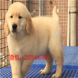 金毛宝宝,大头宽嘴,骨骼强壮,特别可爱,保证血统