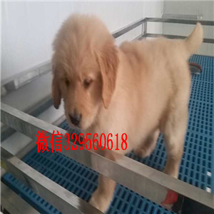 江门哪里能买到纯种金毛犬金毛幼犬出售赛级金