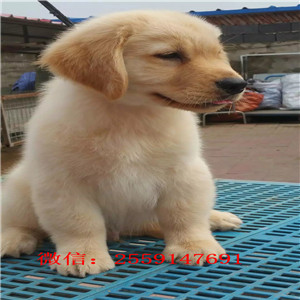 衡阳哪里有金毛犬出售 衡阳纯种金毛多少钱 衡