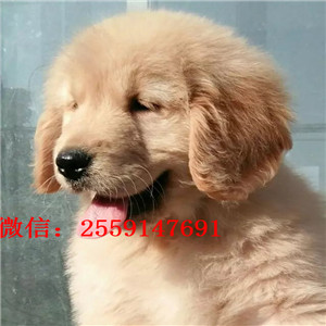 衡阳哪里有金毛犬出售 衡阳纯种金毛多少钱 衡阳哪里有金毛犬舍