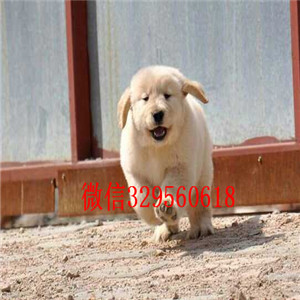 广安出售精品金毛幼犬买纯种金毛,金毛多少钱出售精品金毛幼犬出售精品金毛犬