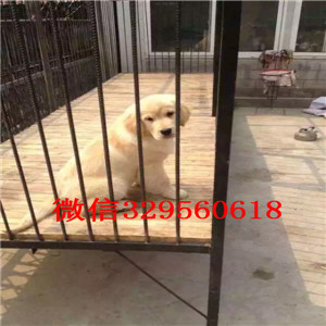 信阳金毛幼犬出售美系金毛犬 金毛犬舍出售大毛量大骨架金毛犬金毛犬找新家