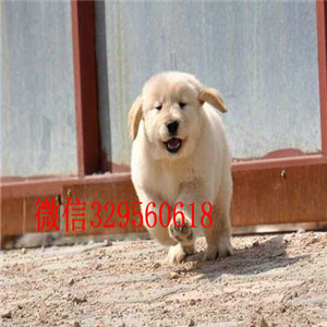 泸州金毛多少钱一只哪里卖纯种金毛犬金毛寻回犬保证纯种健康大头金毛宝宝