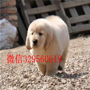 黄浦金毛幼犬出售买纯种金毛,金毛多少钱双血
