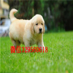 黑河金毛幼犬出售纯种的金毛宝宝 大骨架出售