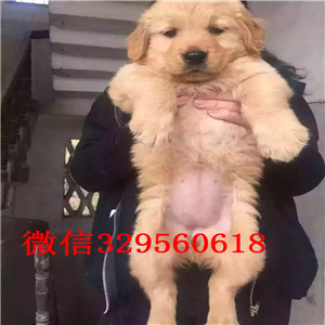 佳木斯金毛幼犬出售买纯种金毛,金毛多少钱出