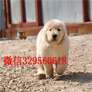 泸州金毛多少钱一只哪里卖纯种金毛犬金毛寻回犬保证纯种健康大头金毛宝宝