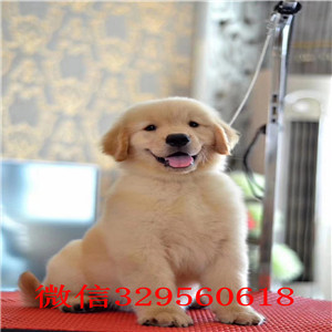 南昌金毛多少钱 南昌哪里有卖纯种金毛犬