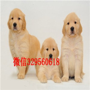 巢湖哪里有卖纯种金毛纯种的金毛宝宝 大骨架实体店出售精品金毛金毛图片金毛价格