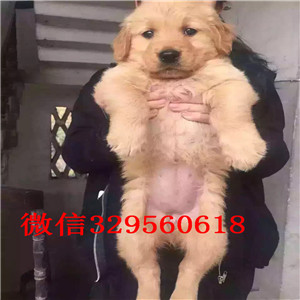 合川金毛多少钱一只纯种的金毛宝宝 大骨架出售大毛量大骨架金毛犬保证纯种健康大头金毛宝宝