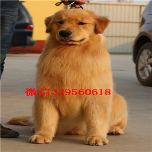 江津出售精品金毛幼犬纯种的金毛宝宝 大骨架