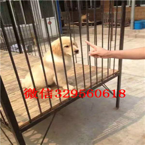 信阳金毛幼犬出售美系金毛犬 金毛犬舍出售大毛量大骨架金毛犬金毛犬找新家
