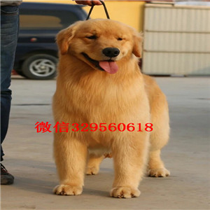 广元金毛多少钱一只金毛幼犬 黄金猎犬出售高品质金毛犬温顺护主金毛寻回犬