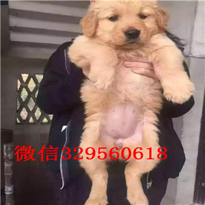 合川金毛多少钱一只纯种的金毛宝宝 大骨架出售大毛量大骨架金毛犬保证纯种健康大头金毛宝宝