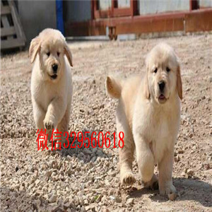 广安出售精品金毛幼犬买纯种金毛,金毛多少钱出售精品金毛幼犬出售精品金毛犬