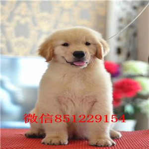 自家繁殖宽嘴骨骼粗的大头金毛幼犬