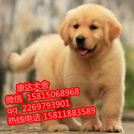 江门哪里有卖金毛犬幼犬价格多少 纯种金毛犬