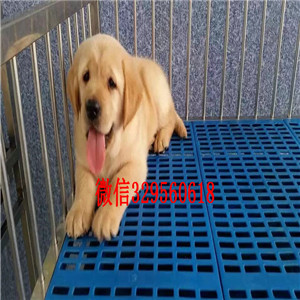 盘锦金毛犬多少钱一只双血统美系金毛金毛图片