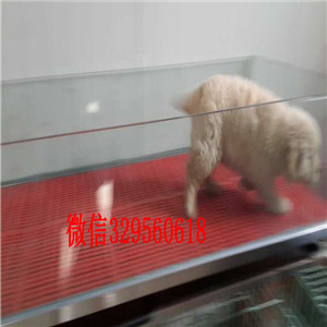 长寿出售纯种金毛纯种金毛多少钱一只纯种金毛幼犬宽嘴大骨架金毛寻回犬 金毛图片