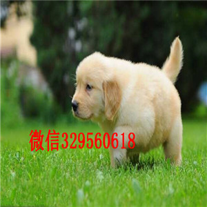阳江出售家养一窝大头纯种金毛幼犬。可上门可发货