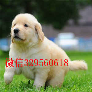 阳江出售家养一窝大头纯种金毛幼犬?？缮厦趴? width=80px height=80px /></div><div   id=