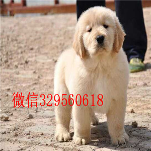 江门金毛哪里有卖_金毛包纯种健康金毛多少