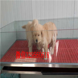 长寿出售纯种金毛纯种金毛多少钱一只纯种金毛幼犬宽嘴大骨架金毛寻回犬 金毛图片