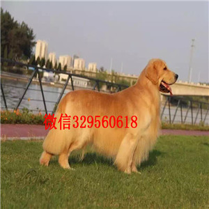 佳木斯本地出售纯种金毛 犬舍专业繁殖 美系大骨架