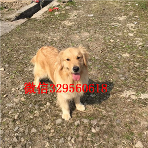 铁岭出售纯种金毛纯种金毛狗 小金毛纯种的金毛小狗多少钱纯种大头金毛幼犬带证书