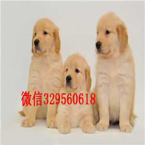 阳江出售纯种金毛哪里出售美系美系金毛大骨架金毛金毛寻回犬 金毛图片