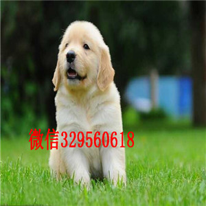 阳江出售家养一窝大头纯种金毛幼犬?？缮厦趴煞⒒? /></div>        </div>

  </div>
  <div   id=