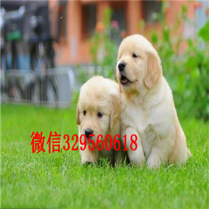 扬州金毛犬多少钱一只双血统美系金毛大骨架金