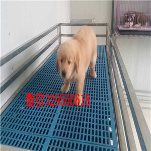 青岛出售纯种金毛双血统美系金毛纯种的金毛小