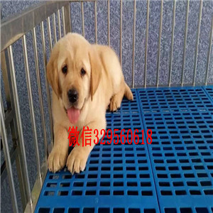 江门哪里卖金毛犬双血统大骨架金毛犬纯种大头