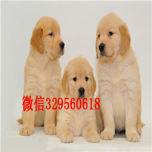 酉阳哪里卖金毛犬出售宽嘴大头金毛纯种金毛犬