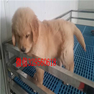 酉阳哪里能买到好的金毛纯种金毛多少钱纯种金