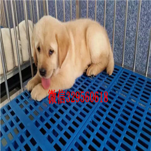 福州哪里有纯种金毛卖双血统大骨架金毛犬出售美系金毛犬大骨架金毛幼犬