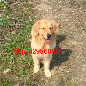 巫溪哪里卖金毛犬双血统大骨架金毛犬纯种金毛