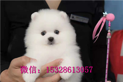 临夏哪里有金毛出售双血统金毛犬多少钱美系金