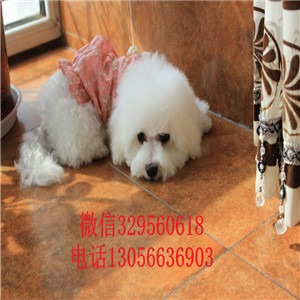 沈阳出售纯种金毛犬枫叶红金毛幼犬多少钱一只