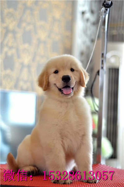成都哪里由卖金毛犬 纯种金毛犬多少钱 赛级大