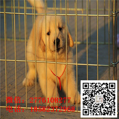 沈阳哪里有纯种金毛幼犬出售 金毛寻回犬哪里